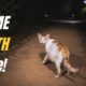 A stray mother cat trusted me with her greatest secret...But I didn't understand