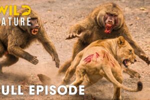 AFRICAN SAVANNAH | Nature's Greatest Fight for Survival (Full Episode) | Wildlife Documentary