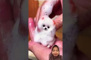 ANAK DOGGY DIRAWAT ‼️#lucu #comedy #funny