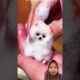 ANAK DOGGY DIRAWAT ‼️#lucu #comedy #funny