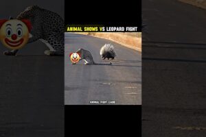 ANIMAL SHOWS VS LEOPARD FIGHT CAUB WHAT FOR END 🦝☠️II #shortsfeed #animals #shows #viral #leopard