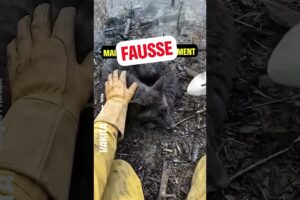 ATTENTION aux vidéos de sauvetage d’animaux que vous voyez sur les réseaux sociaux !