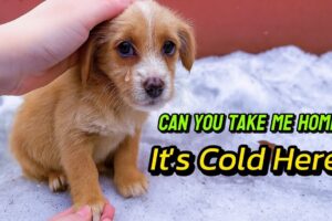 Abandoned Puppy Gazed At Me With Tearful Eyes, Begging For Help