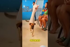 Abrigo onde os Cães escolhem seus Donos!