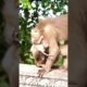 Adorable STEELY is Playing Happily With Mama ANISA #babymonkey #animallife #animals #cute