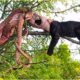 African Savannah: Deadliest Predator Attacks Ever Caught on Camera! | Wild Animals