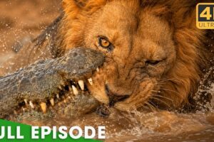 Africa’s Deadliest Fights For Survival (Full Episode) | Nature Animal Documentary