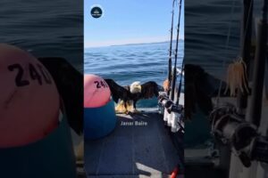 Amazing Animal Rescue Mission 🐾 | Emotional Wildlife Rescue Story #Shorts