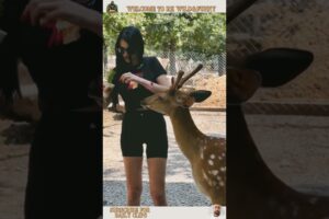 Amazing Animal Rescues Caught on Camera  | Heartwarming Moments #shorts