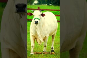 Amazing fighting cow 👌🔥💯#cow #animals #shorts #viralvideo #foryou #2025