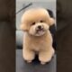 Anak anjing comel #shorts #viralvideo #funny #comedy