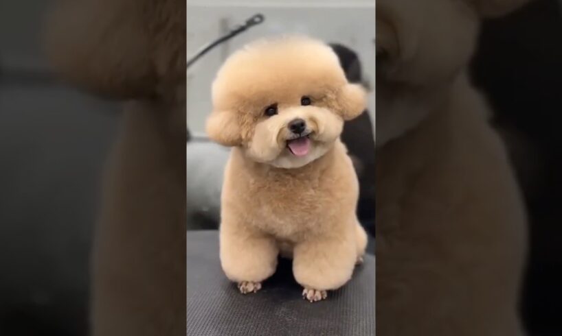 Anak anjing comel #shorts #viralvideo #funny #comedy