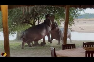 Angry Hippos Fight INSIDE PRIVATE CAMP!!!