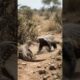 Animal Fight