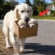 Animal Rescue : 5 deeply touching dog rescue videos