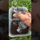 Animal Rescue Mission: Elephant 🦣Vs🐜 Bullet Ants #shorts