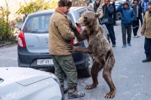Animals That Asked Humans for Help — And Got It