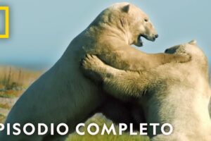 Arriesgarse o Morir | Noche De Pelea Animal | Nat Geo en Español