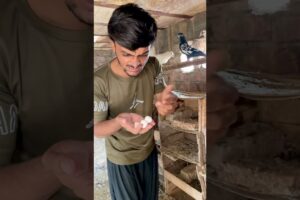 Baby Bird Rescued After Heavy Rain Storm 🌧️❤️ | Pigeon Adopted It #shortsfeed
