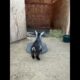 Baby Goats Playing on a Tire 🐐🛞 | Cute & Funny Goat Kids