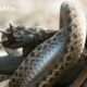 Baby Iguana Chased By Deadly Snakes | 20 Years of Planet Earth II | BBC Earth