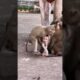 Baby MINGI is playing with STEELY. Look so, adorable #babymonkey #animallife #animals #cute