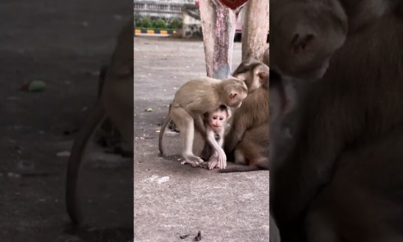 Baby MINGI is playing with STEELY. Look so, adorable #babymonkey #animallife #animals #cute