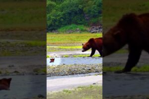 Baby bear swept away from mom 😰