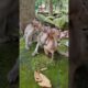 Baby-monkey playing #trending #viral #animals#monkey#wildlife#animallovers #youtubeshorts#viralstory