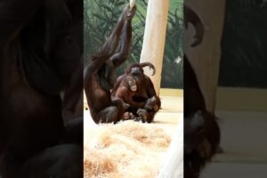 Baju the Orangutan Teases Little Kendari and Wants to Play#orangutans#funnyvideo#funnyanimals