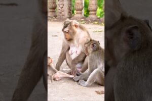 Berron Wants STEEY From STEPHANIE  to Play #monkey #animals #babymonkey #cute #wildlife