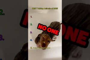 Best Talking Animals of 2025 Ranked! 📈🔥