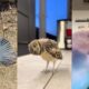 Bird rescue 2#lovestory #birds #wildliferescue #animals #rescue #love