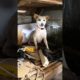 Brave Dog Receives Her First Chemotherapy and Finally Has Hope for Recovery
