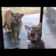 Bro… That’s NOT a Big Cat! 😭😂 Try Not to Laugh at These Funny Animals