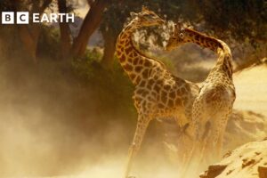 Brutal Giraffe Showdown | Narrated by David Attenborough | Africa | BBC Earth