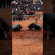 Bull vs bull #shorts #short #trending #shortvideo #shortfeed