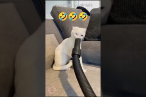 CCat & Kitten Funny movement 🤣 #cat #memes #cute #kitten #trending #funny #fyp #shorts
