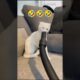 CCat & Kitten Funny movement 🤣 #cat #memes #cute #kitten #trending #funny #fyp #shorts