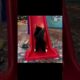 CUTEST PETS EVER