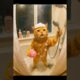 Cat Singing in the Shower Like a Rockstar 😹🎤 | Funny AI Cat Video