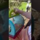 Catching caterpillars that will turn into butterflies!