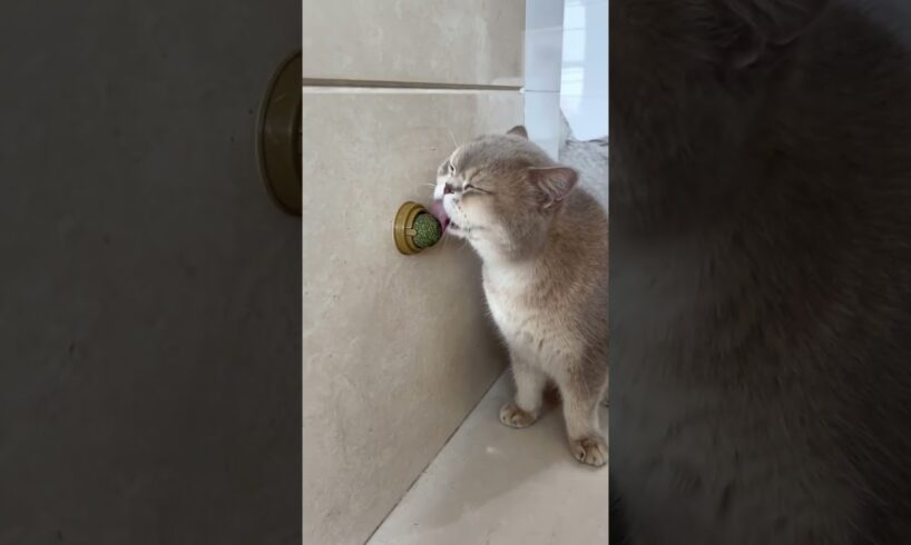 Catnip Toys Your Feline Friend Can’t Resist! #cat