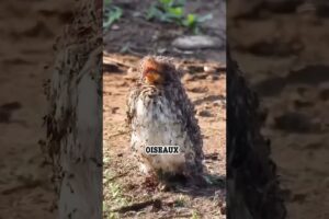 Ces animaux ont complètement défier la logique 😱🦛🐦🦆. #shorts #animalfacts #facts
