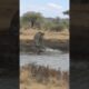 Cheetah attacked by crocodile while drinking water in river #wildlife #animallife #crocodileattacks