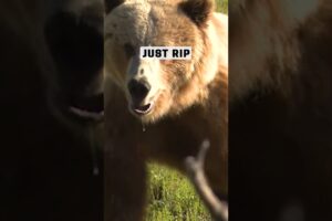 Close Encounter: The Intense Reality of an Archery Grizzly Hunt Gone Wrong