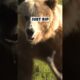 Close Encounter: The Intense Reality of an Archery Grizzly Hunt Gone Wrong
