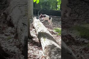 Coco Dog Playing with Deer Again
