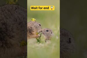 Cute Animals Playing in Nature 🥰🌿 | Amazing Wildlife Moment #Shorts