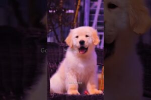 Cute Dogs 🐶❤️ | The Cutest Dogs Ever That Will Melt Your Heart 😍 #shorts